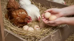 Skladujete vejce nesprávně. Jak se vyvarovat chyb a prodloužit trvanlivost